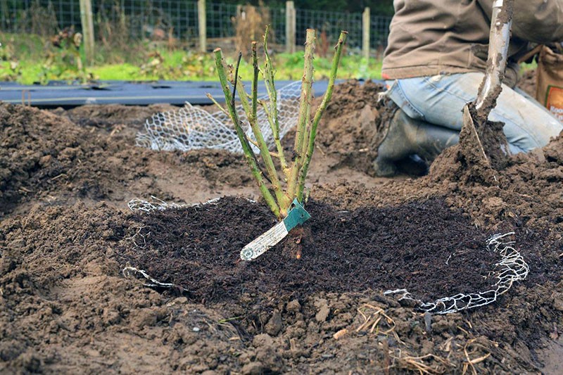 plantar una plántula de rosa