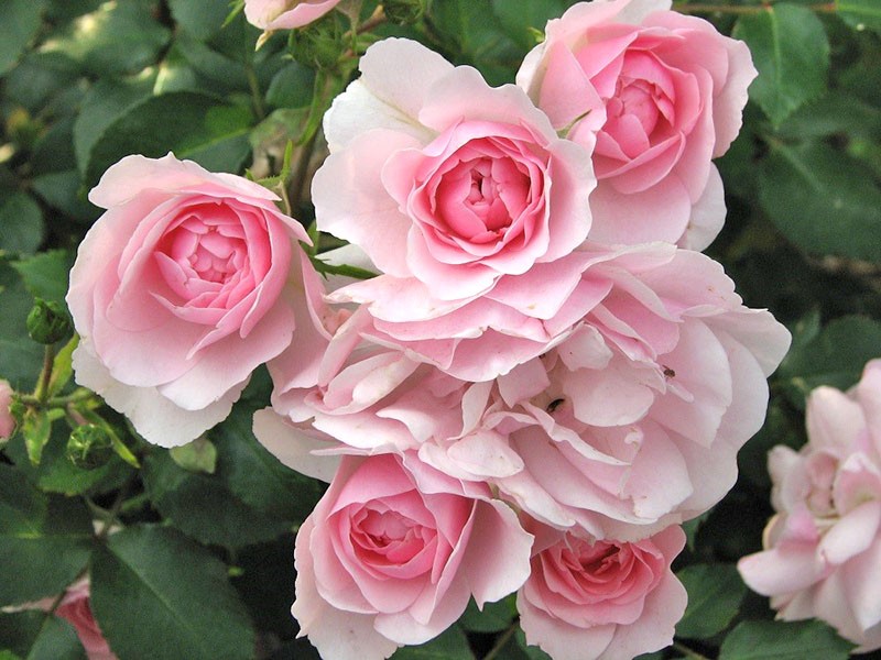 exuberante rosa floreciente