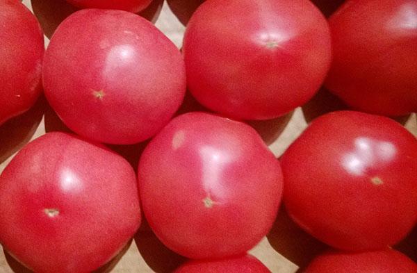 rendimiento de variedad