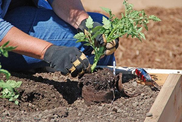 planter des semis en pleine terre