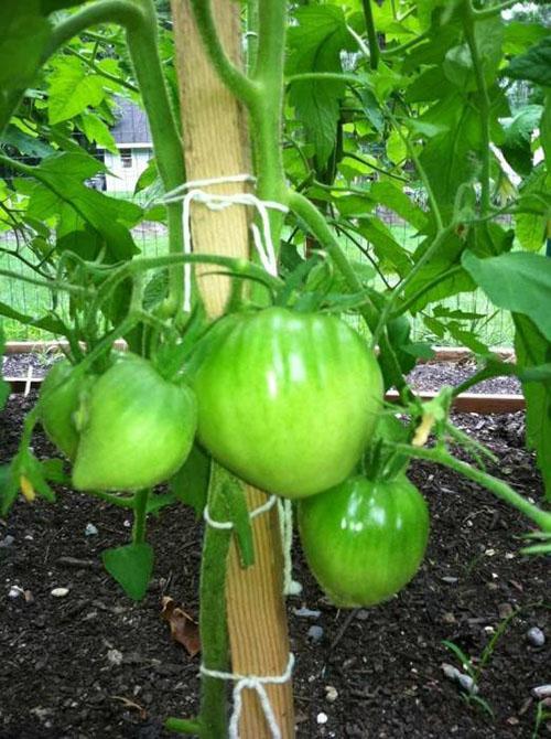 Miel de tomate rosa en campo abierto