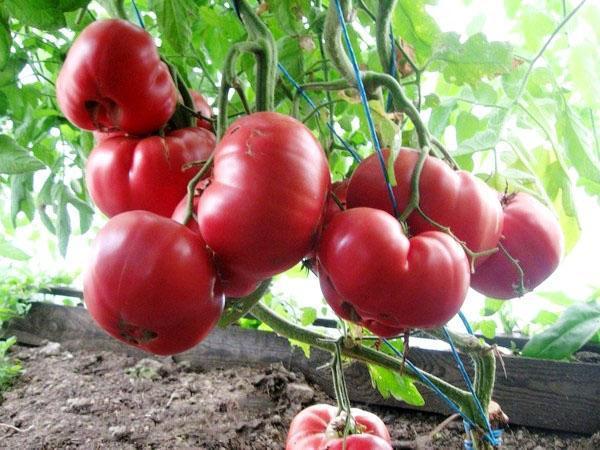 tomate rosa miel