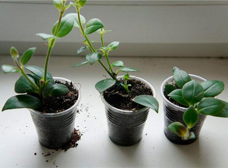 élevage d'eschinanthus