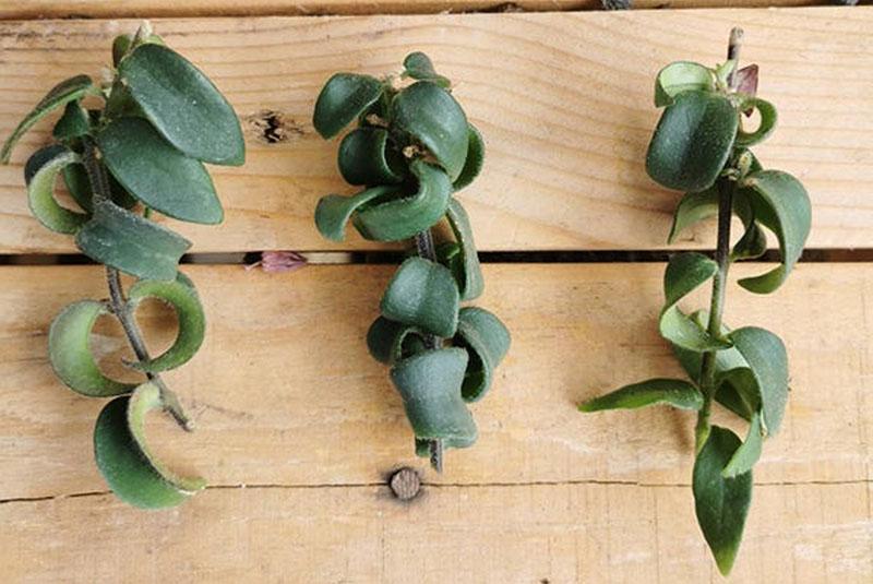 boutures d'eschinanthus de plante d'intérieur