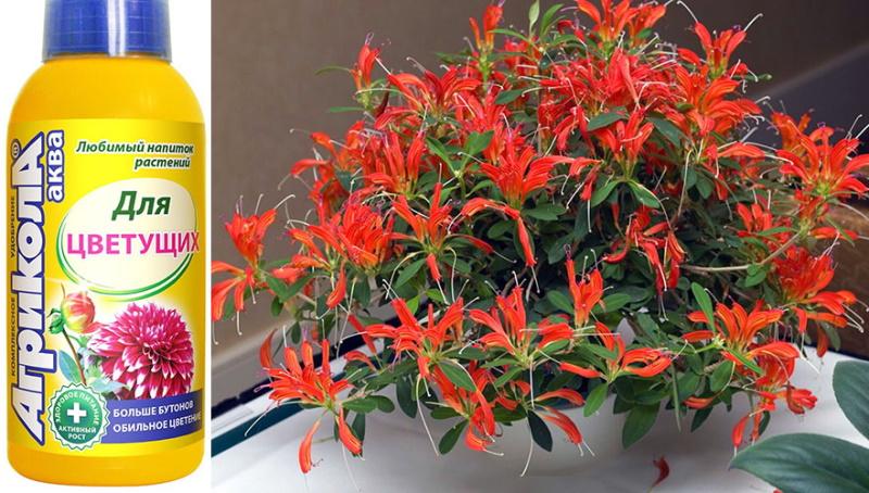 engrais pour eschinanthus