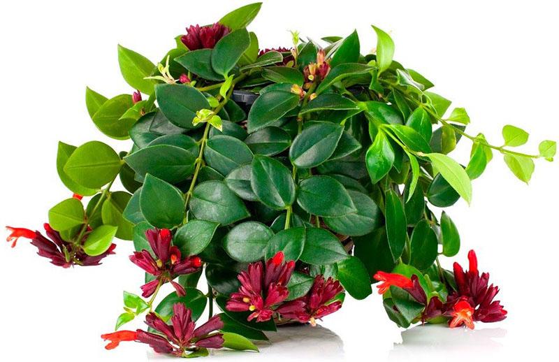 plante d'intérieur inhabituelle eschinanthus