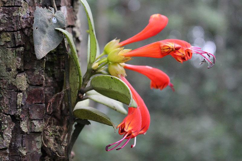 Aeschinanthus sur un arbre