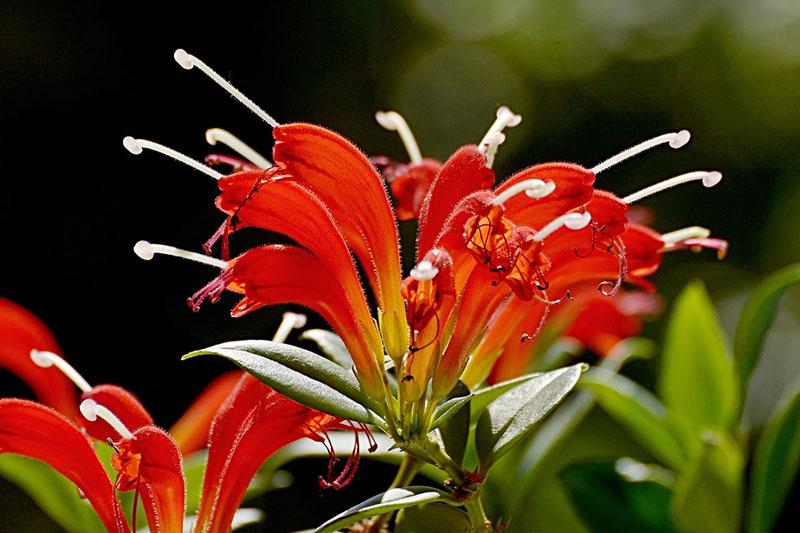 Aeschinanthus fleurit
