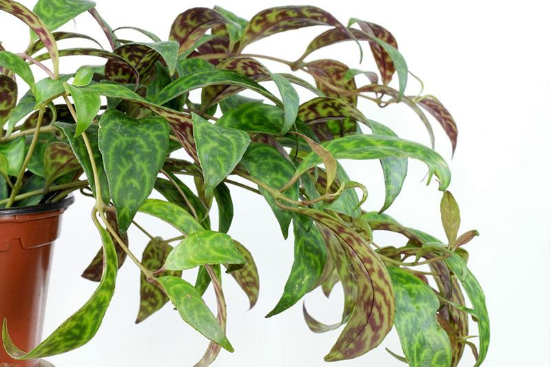 eschinanthus marbré