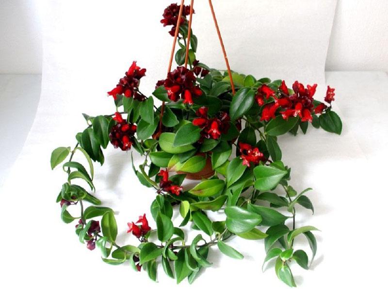 plante d'intérieur eschinanthus lobba
