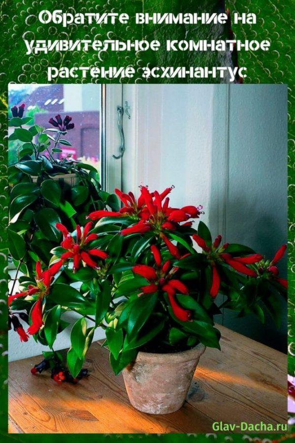 plante d'intérieur eschinanthus