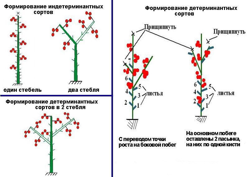 la formación de diferentes variedades de tomate