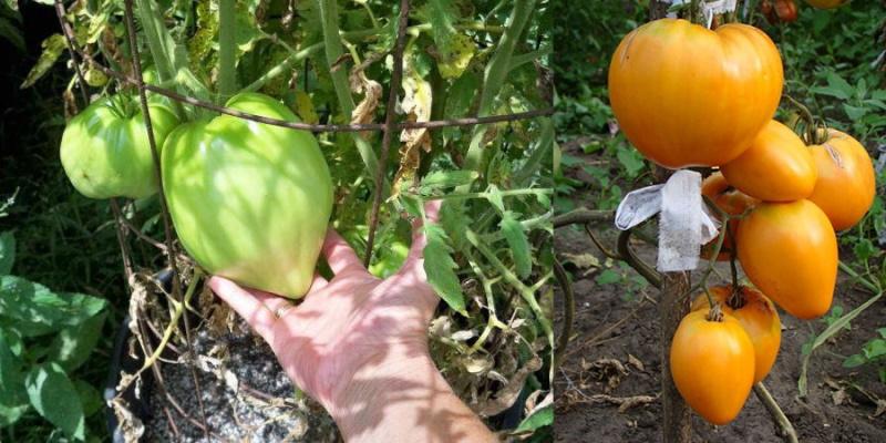 tomate de maduración