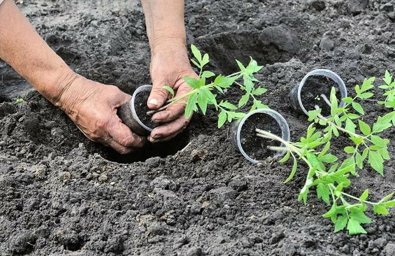 plantar plántulas en campo abierto.