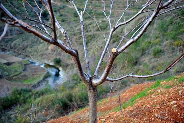 la formación de una corona ahuecada de cerezas