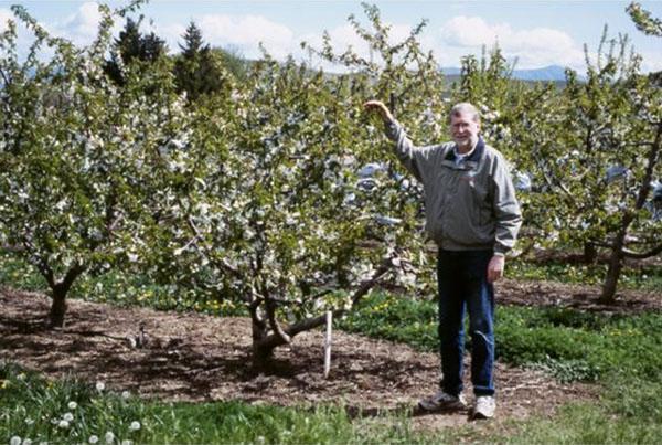 se necesitan 4 años para rejuvenecer un árbol viejo