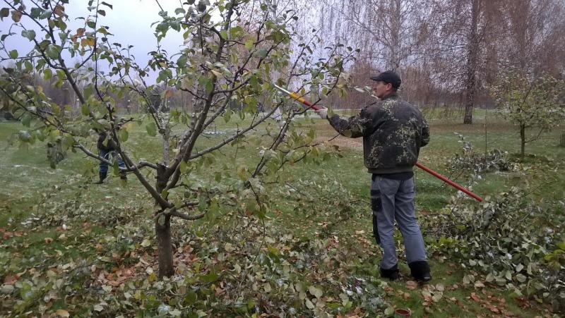 poda otoñal de manzanos