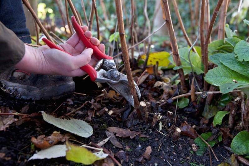 taille des framboises d'automne