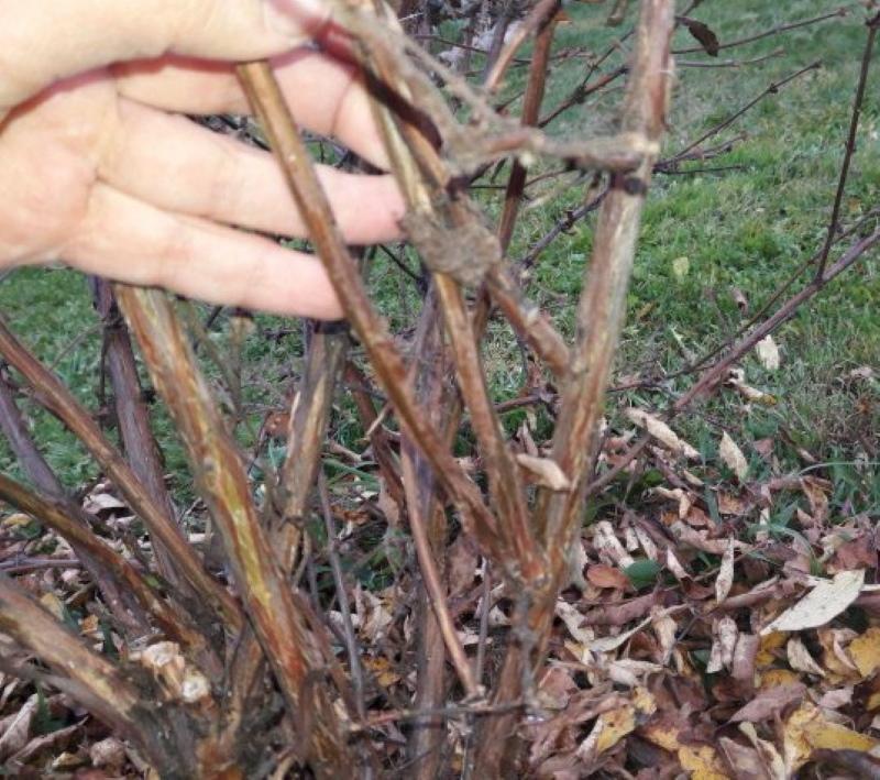 poda de otoño de madreselva