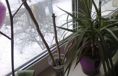 quand couper le dracaena