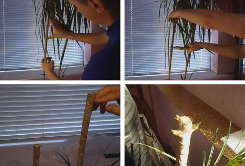 tailler les dracaena afin d'obtenir des pousses latérales