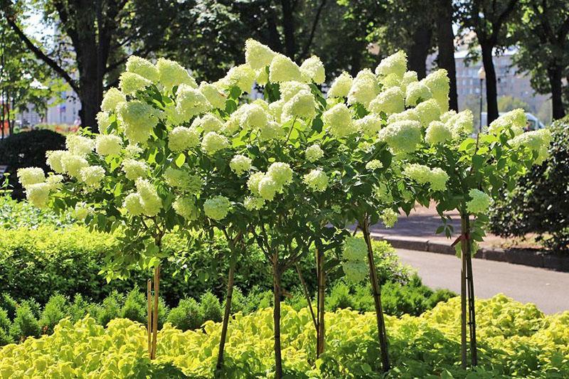 hortensia en un tronco