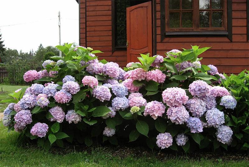 exuberante flor de hortensia