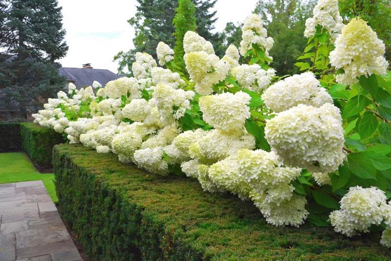 poda de hortensias de diferentes tipos