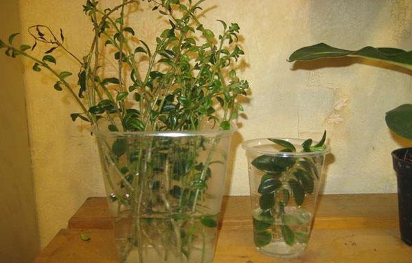 enracinement des boutures de nématanthus