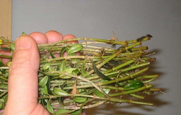 boutures enracinées de nématanthus