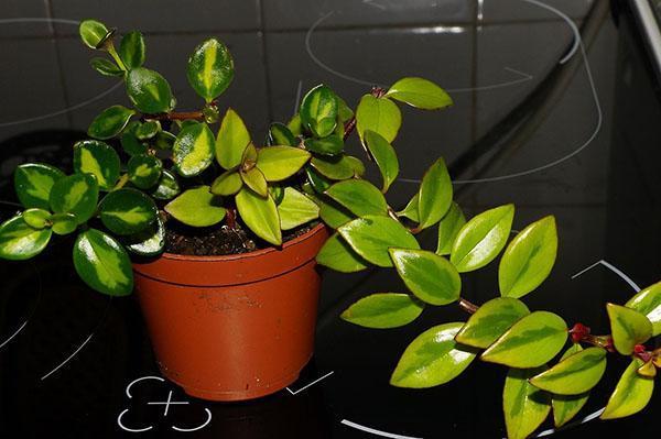 plant