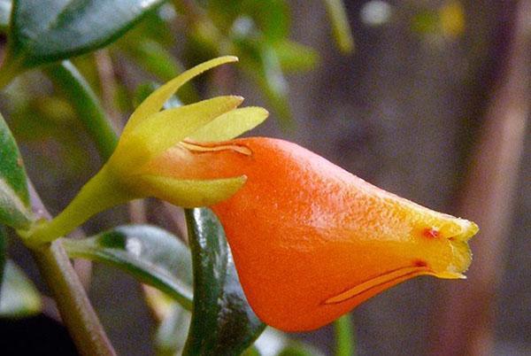 le nématanthus fleurit