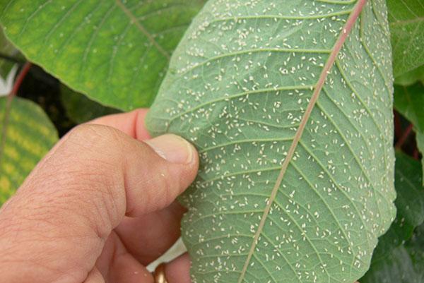 aleurode sur les feuilles