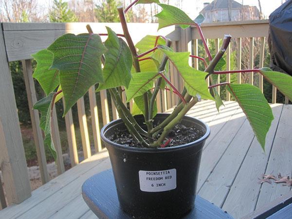 tailler le poinsettia