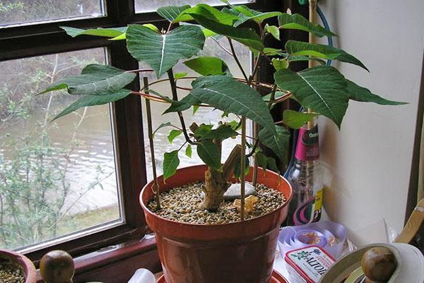 poinsettia après taille