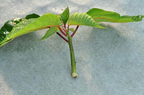 tige de poinsettia