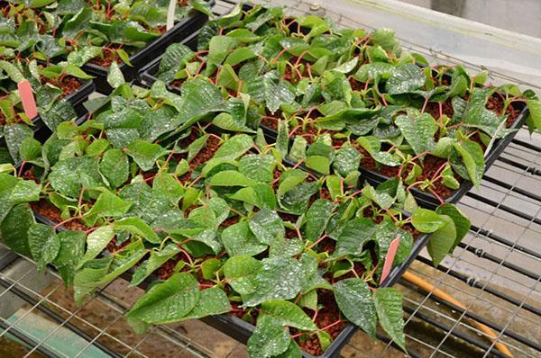 planter des boutures de poinsettia