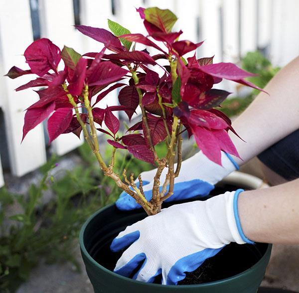 greffe de poinsettia