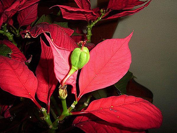 boite avec graines de poinsettia