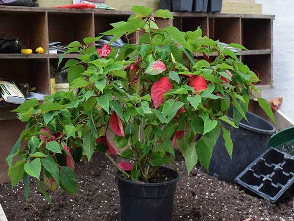 le poinsettia s'est fané