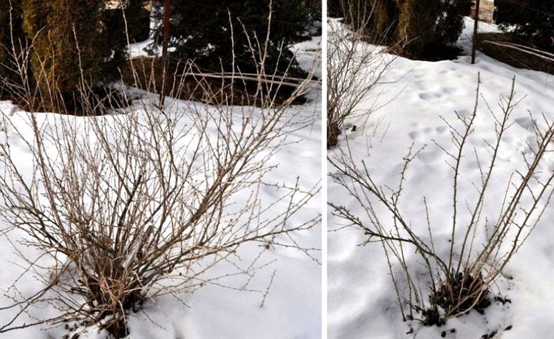 poda de grosellas en otoño para rejuvenecer