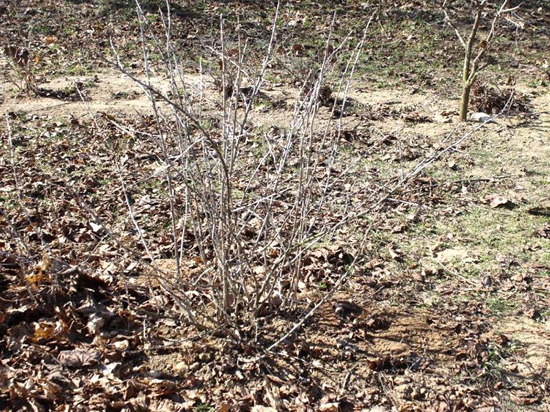 ¿Por qué necesitas podar las grosellas en el otoño?