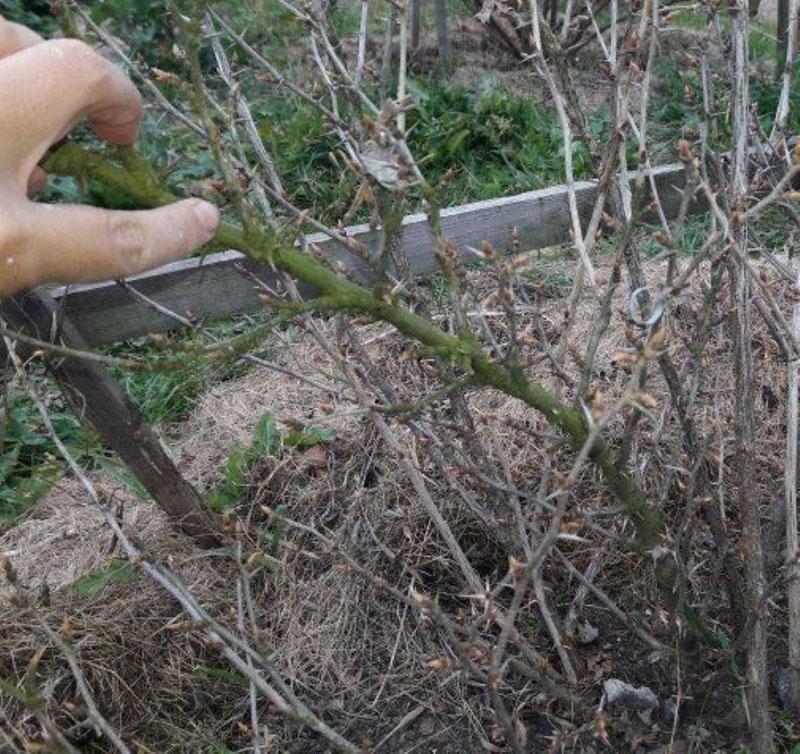 tipos de poda de otoño