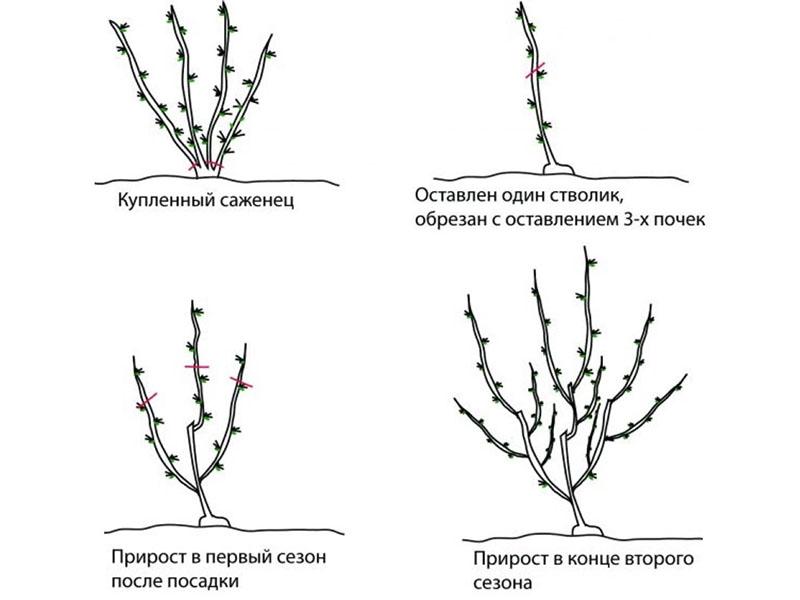 taille de formation des groseilles à maquereau en automne