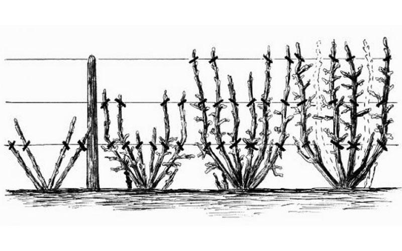 façonner les groseilles sur un treillis