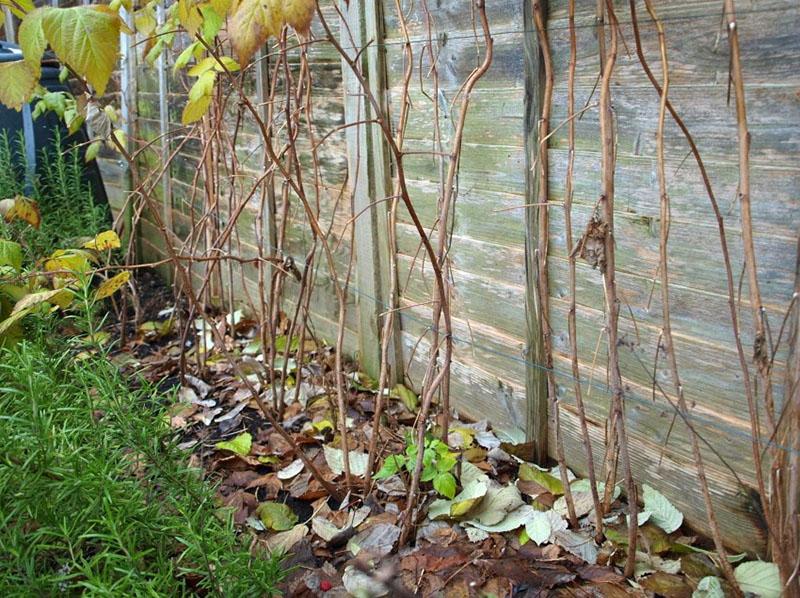 frambuesas en otoño