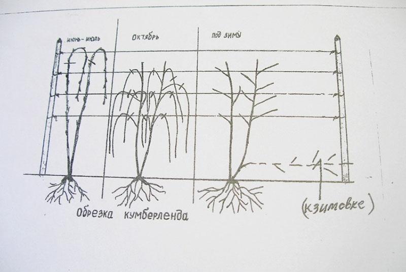 sutilezas de la poda de variedades de rápido crecimiento.