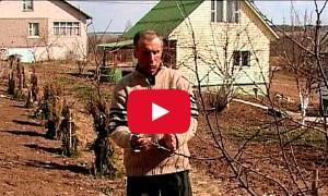 cómo podar árboles jóvenes para un buen crecimiento video