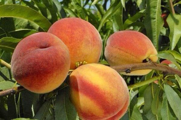gros fruits après une taille correcte