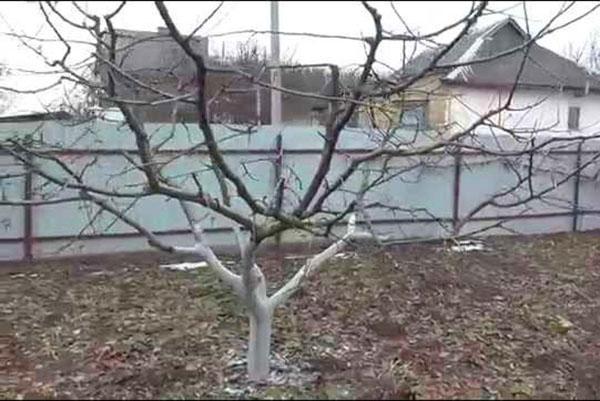 façonner une couronne de pêche avec un bol